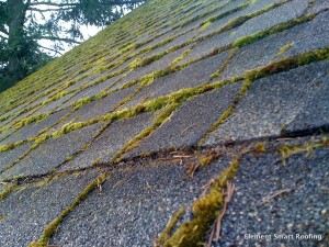 Moss Is Growing On My Roof Dylan Chalk House Talk