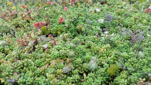Green roof close up